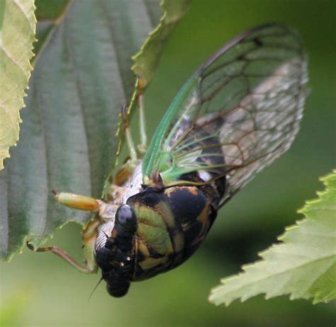 Cicada Neotibicen Tibicen Bugguidenet