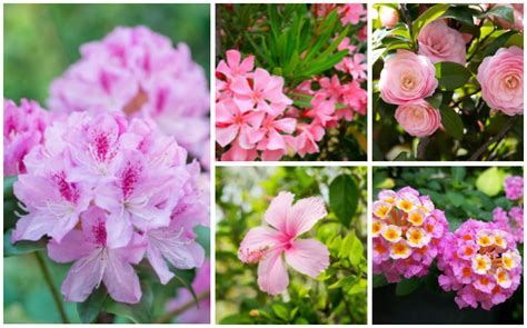 Names Of Pink Flowering Shrubs