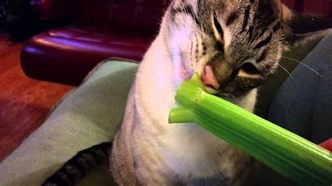 Every time i bought celery, i'd chop off the heads and give it to her and watch in amazement/amusement as she smashed her face into the leafy parts for a solid my cat will rub his face against a celery and sometimes eat it as well. Alfred eating celery - YouTube