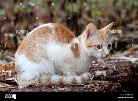 Cat Of Prey Hi Res Stock Photography And Images Alamy