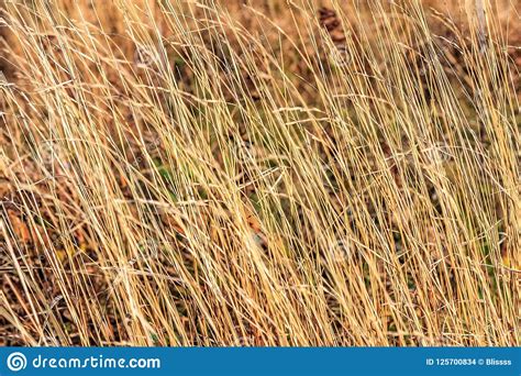 Brown Yellow Grass Sunny Autumn Natural Background And