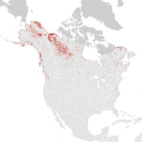 White Winged Scoter Abundance Map Breeding Ebird Status And Trends