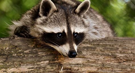 How To Get Rid Of Raccoons Hh Wildlife Removal