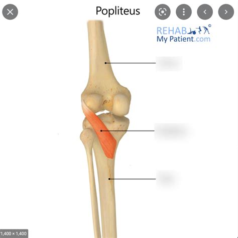 Popliteus Oian Diagram Quizlet