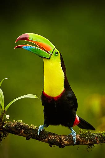 Portrait Of Keelbilled Toucan Perched On Branch At Tropical Reserve In