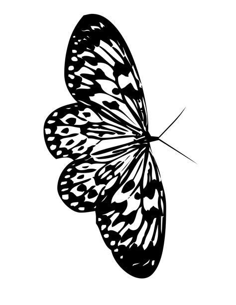 Butterfly Coloring Page 29 Butterfly Coloring Page Butterfly Porn Sex Picture