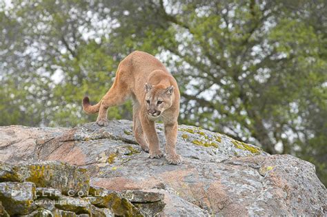Mountain Lion Puma Concolor 15805 Natural History Photography