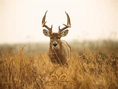 Deer Wallpapers Camo Whitetail