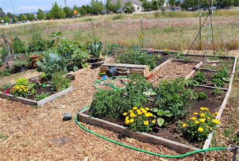 My First Garden Photos 7 Different Community Garden Plot Designs