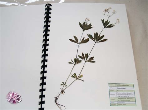 (vorlage gibt's hier!) natürlich kann man sich nur an das . Atelier Andrea Baron: Kleines Herbarium