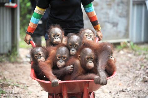 Baby Orangutans Released Back Into The Wild After Rehabilitation Big