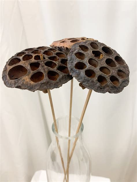 Dried Lotus Pods Pack Of 3 Etsy