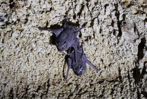 African Sheath Tailed Bats Zoochat