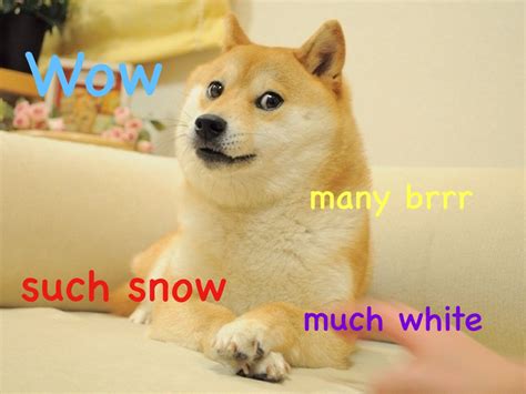 Doge Winter Funny Animal Memes Funny Animals Heckin Bamboozled Humor
