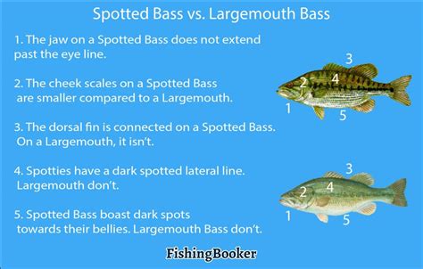 Spotted Bass Vs Largemouth Bass All You Need To Know