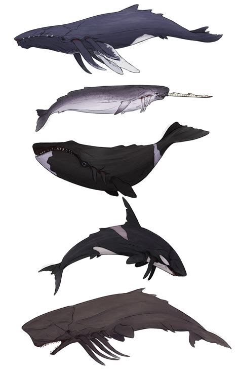 The Wanderer 🔪 On Twitter I Drew Some Real Life Whales In The Style