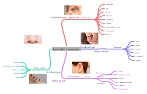 Los Sentidos Y Sus órganos Vista Oido Lengua Nariz Piel
