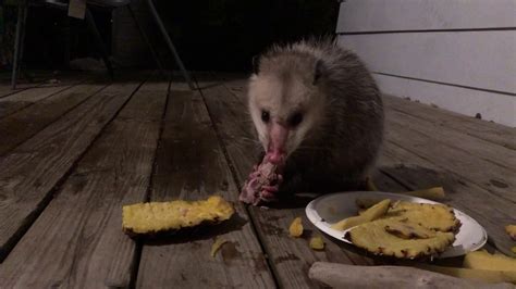 Possum Eating Pork Ribs American Opossum Youtube