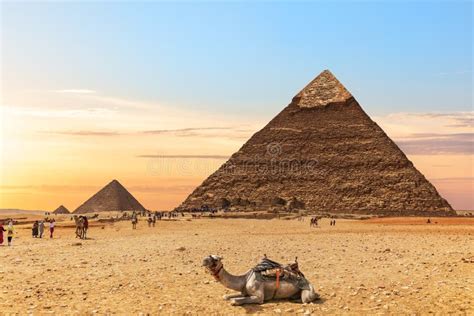 Camello Y Pirámides Imagen De Archivo Imagen De Egipto 3758847