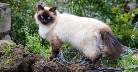 Himalayan Cat Breed Complete Guide Wiki Point