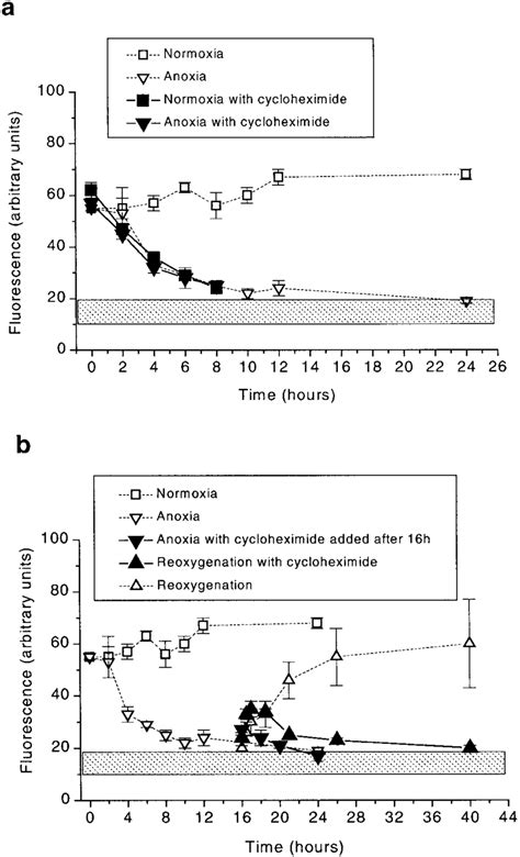 Cycloheximide Treatment Of Stable Transfectants C17 In Normoxia