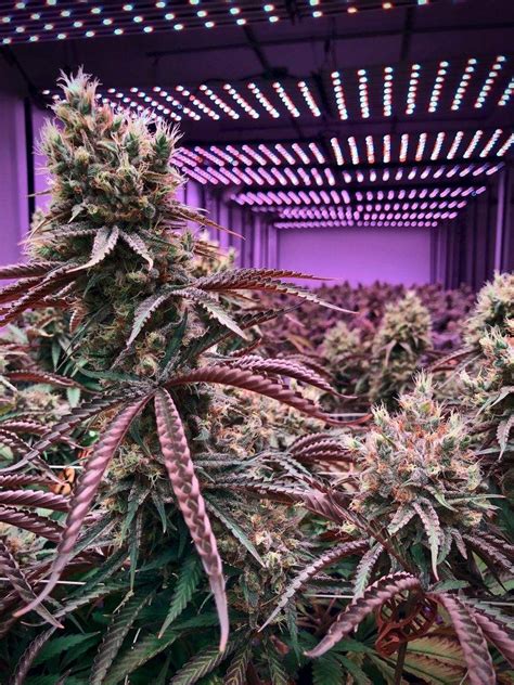 Growing Cannabis Indoors How To Start A Grow Operation