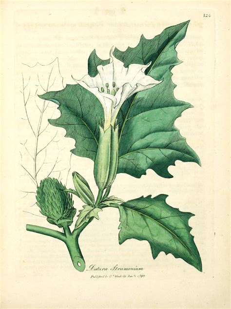 Datura Stramonium Jimsonweed Plate 124 · Special Collections Exhibits