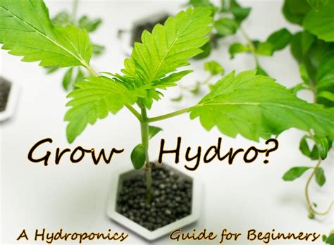 Grow Hydro A Complete Hydroponics Guide For Beginners