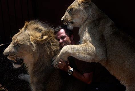 The Lion Whisperer Kevin Richardson Plays With White Lions At A Game