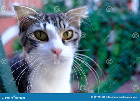 Cat Looks At The Camera Stock Image Image Of Close 159261805