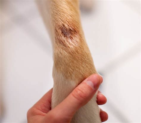 Alergia skórna u psa jakie są jej objawy i jak ją leczyć