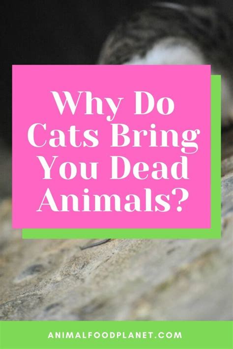 Why Do Cats Bring You Dead Animals 4 Surprising Reasons