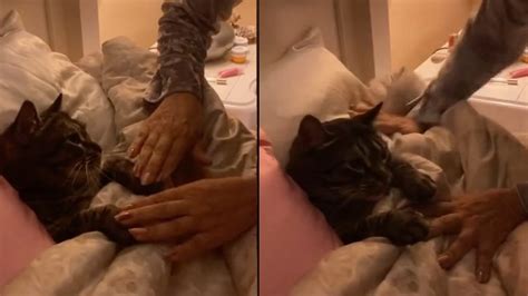 Cat Gets Tucked Into Bed In This Almost Unbearably Cute Video PetsRadar
