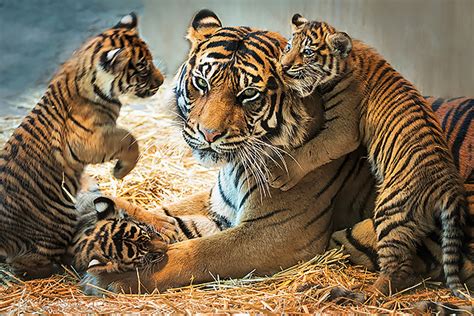 The eagle has landed is a book by jack higgins set during world. Want to Save Wild Tigers? There's an App for That | TakePart