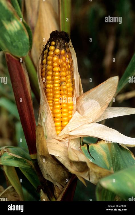 Corn Cob Maize Zea Mays Stock Photo Alamy