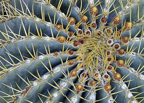 Blue Barrel Cactus Radial Symmetry By Ed Reschke