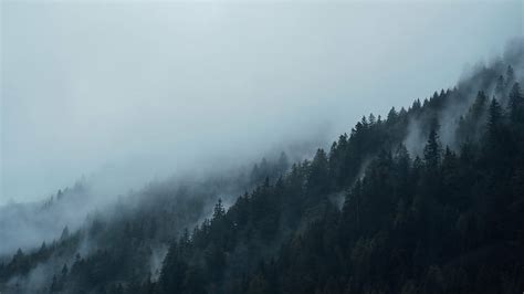 Hd Wallpaper Aerial Photography Of Foggy Mountain Conifers Dark Fir