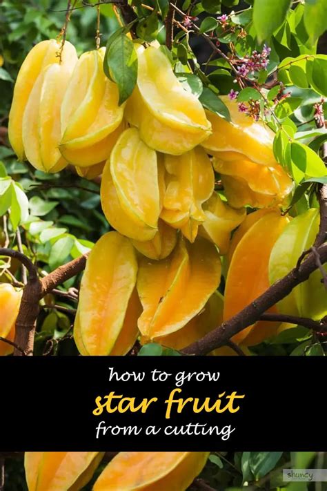 How To Grow Star Fruit From A Cutting Shuncy Love The Green