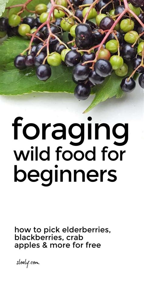 Learn How To Forage Wild Food For Free This Easy Guide To Foraging
