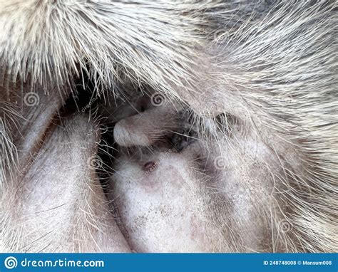 Tick On Dog Fur Stock Photo Image Of Nature Disease 248748008