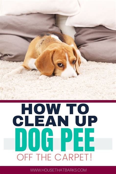 How To Keep A Dog Off The Carpet