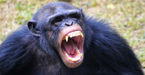 10 Incredible Chimpanzee Facts Imp World