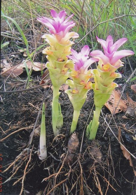 Curcuma Aromatica Salisb Công Dụng Nghệ Trắng