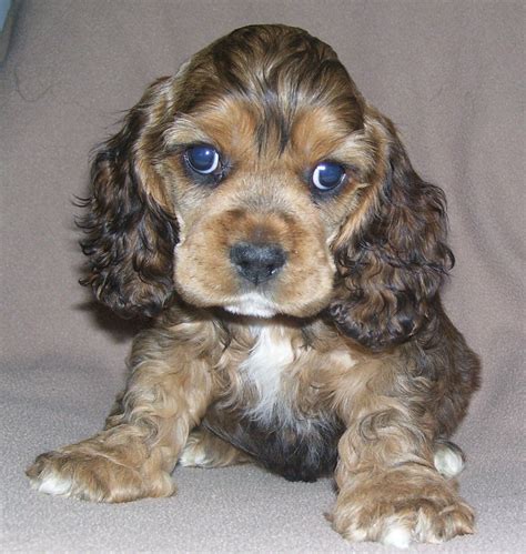Maybe you would like to learn more about one of these? Love his colours... | Cute little dogs, Cocker spaniel ...