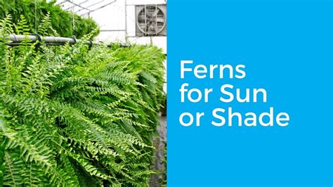 Ferns For Sun Or Shade Youtube