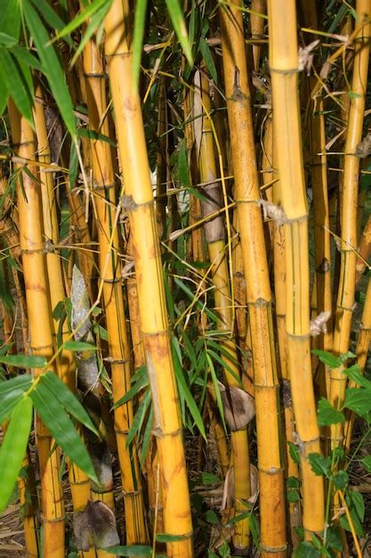 Premium Photo Close Up Of Bamboo Plants