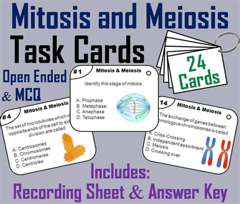 Mitosis And Meiosis Task Cards Teaching Resources