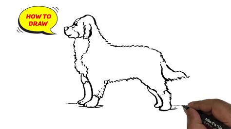 How To Draw Bernese Mountain Dog Easy And Step By Step Youtube
