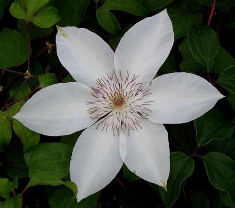 Henryi Clematis Plants4home
