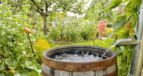 Collecting Rainwater For The Garden A Step By Step Guide Farmers